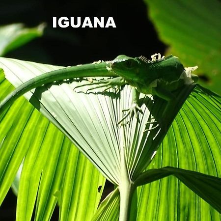Manuel Antonio Park House - Adults Only Ξενοδοχείο Εξωτερικό φωτογραφία
