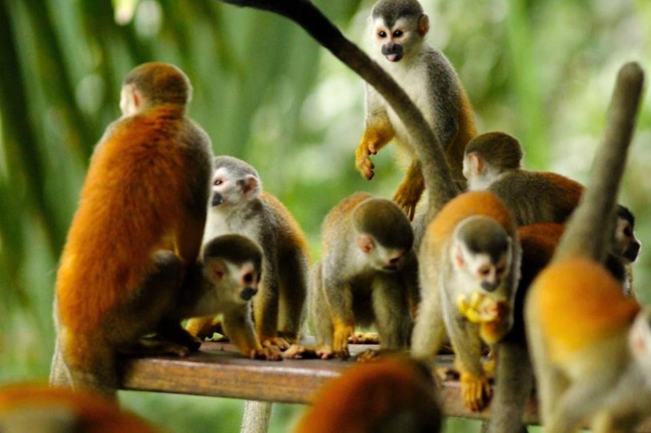 Manuel Antonio Park House - Adults Only Ξενοδοχείο Εξωτερικό φωτογραφία