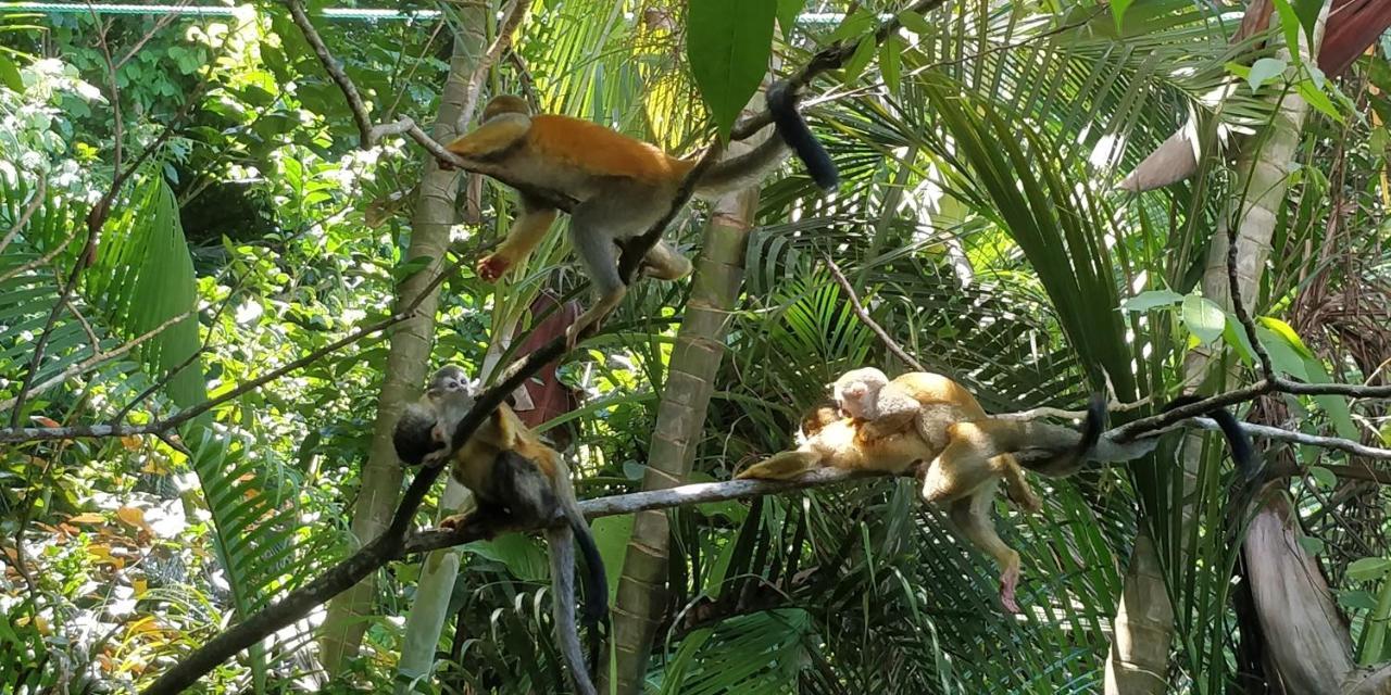 Manuel Antonio Park House - Adults Only Ξενοδοχείο Εξωτερικό φωτογραφία