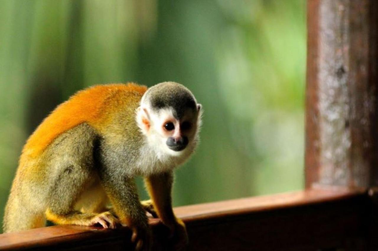 Manuel Antonio Park House - Adults Only Ξενοδοχείο Εξωτερικό φωτογραφία