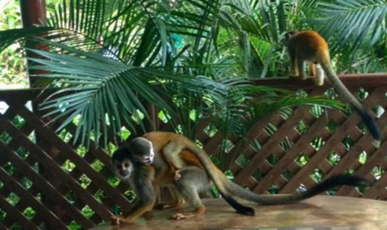 Manuel Antonio Park House - Adults Only Ξενοδοχείο Εξωτερικό φωτογραφία