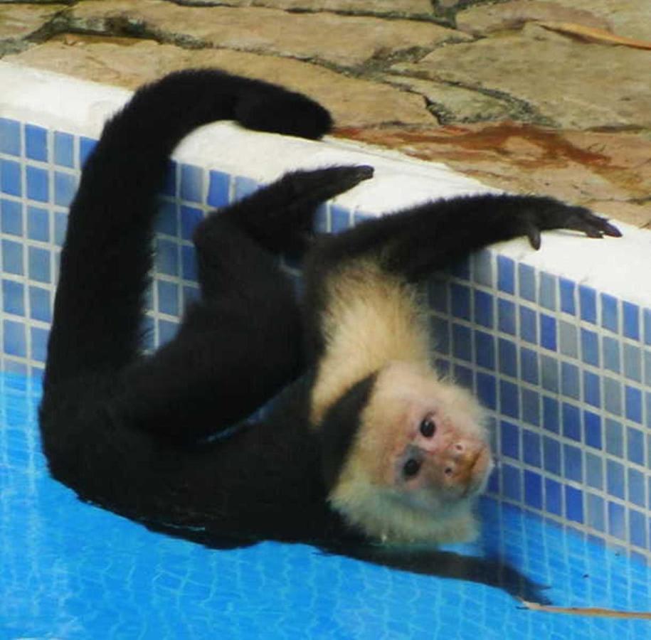 Manuel Antonio Park House - Adults Only Ξενοδοχείο Εξωτερικό φωτογραφία