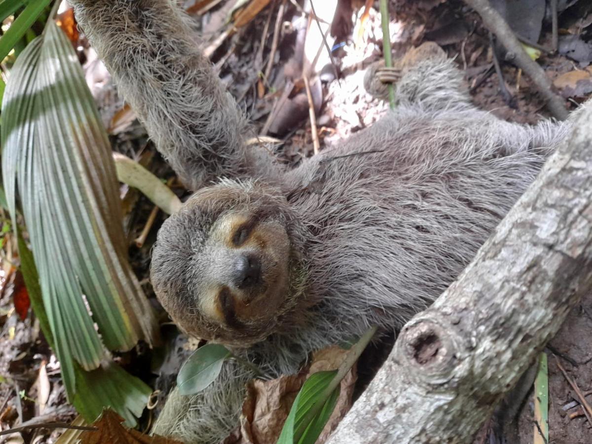 Manuel Antonio Park House - Adults Only Ξενοδοχείο Εξωτερικό φωτογραφία