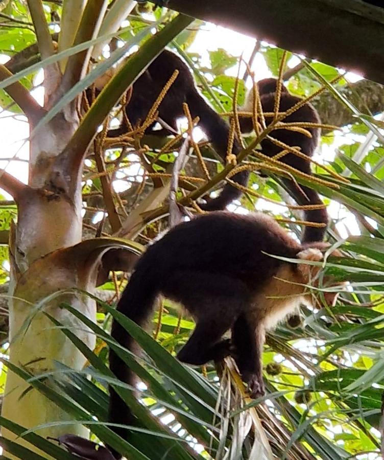 Manuel Antonio Park House - Adults Only Ξενοδοχείο Εξωτερικό φωτογραφία