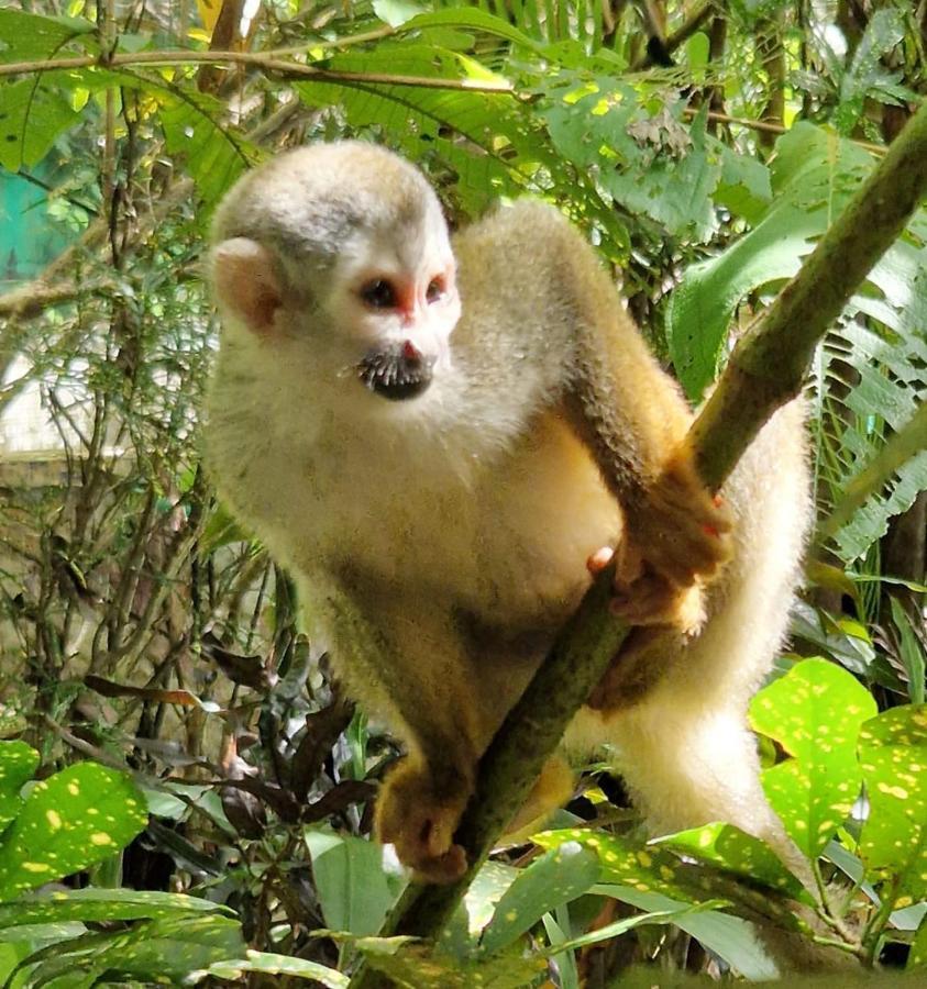Manuel Antonio Park House - Adults Only Ξενοδοχείο Εξωτερικό φωτογραφία