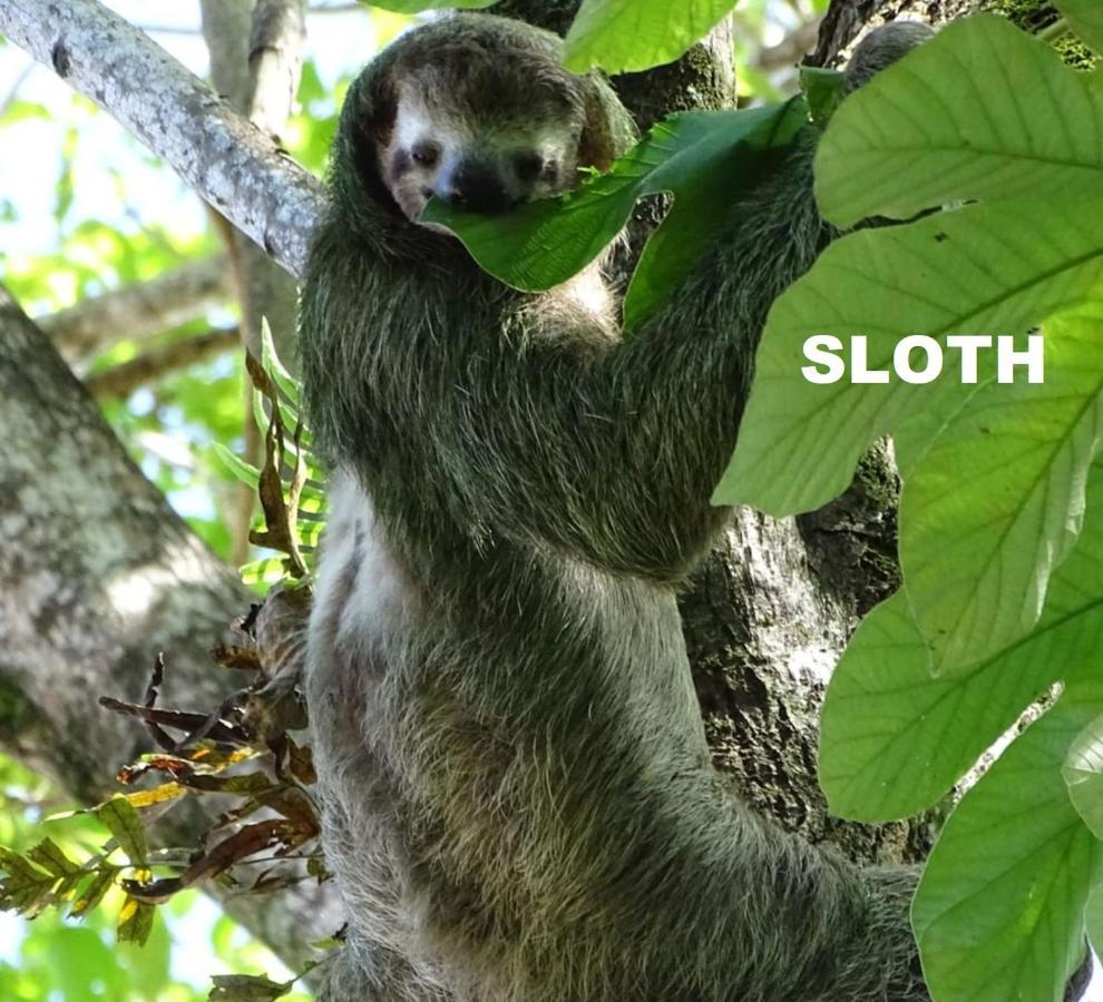 Manuel Antonio Park House - Adults Only Ξενοδοχείο Εξωτερικό φωτογραφία