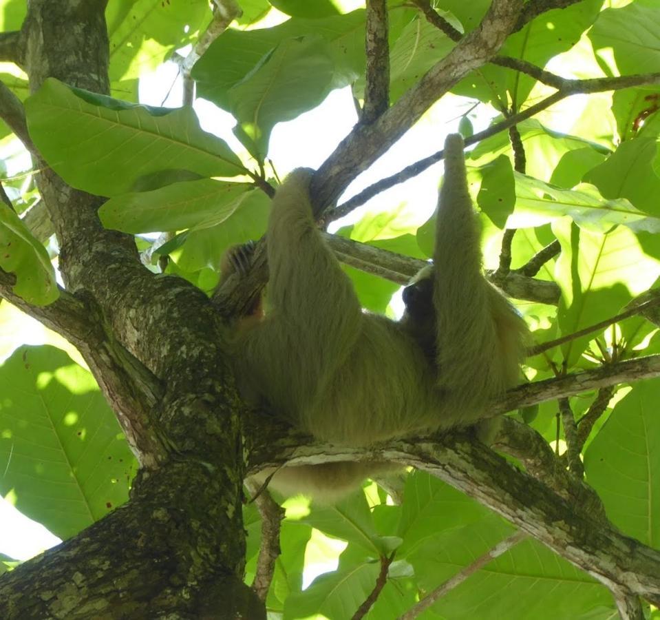 Manuel Antonio Park House - Adults Only Ξενοδοχείο Εξωτερικό φωτογραφία