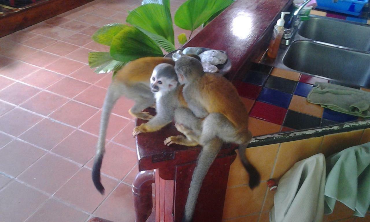 Manuel Antonio Park House - Adults Only Ξενοδοχείο Εξωτερικό φωτογραφία